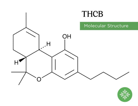 What is THC-B? How is it Different from Other Cannabinoids?