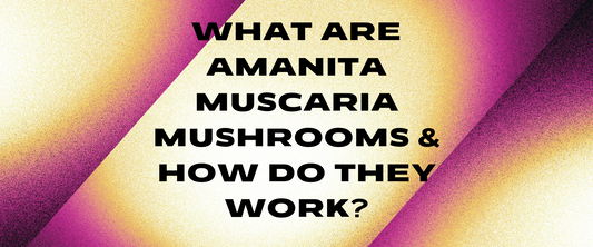 A Closer Look at Amanita Muscaria Mushrooms and Their Effects