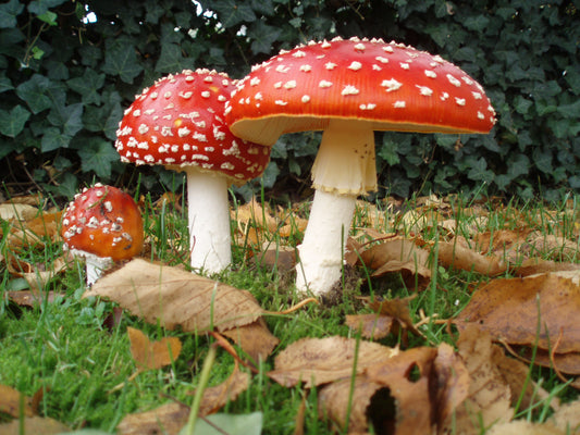 Exploring Amanita Muscaria: A Comprehensive Guide to Magic Mushrooms