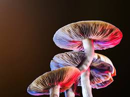 Psychedelic Wonderland: Everything You Need to Know About Shroom Gummies